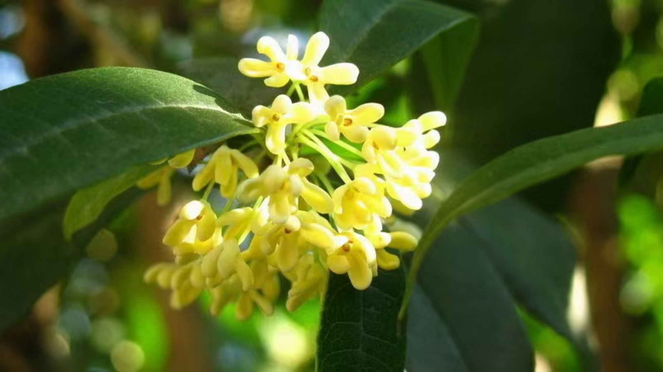 金桂桂花树苗批发厂家