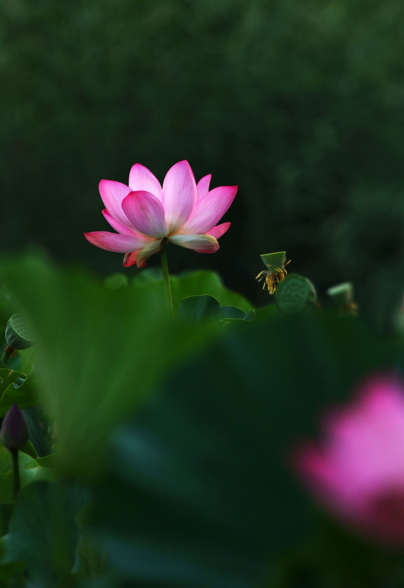 荷塘月色清丽秀,微风徐来满湖涛.#秋天生活图鉴