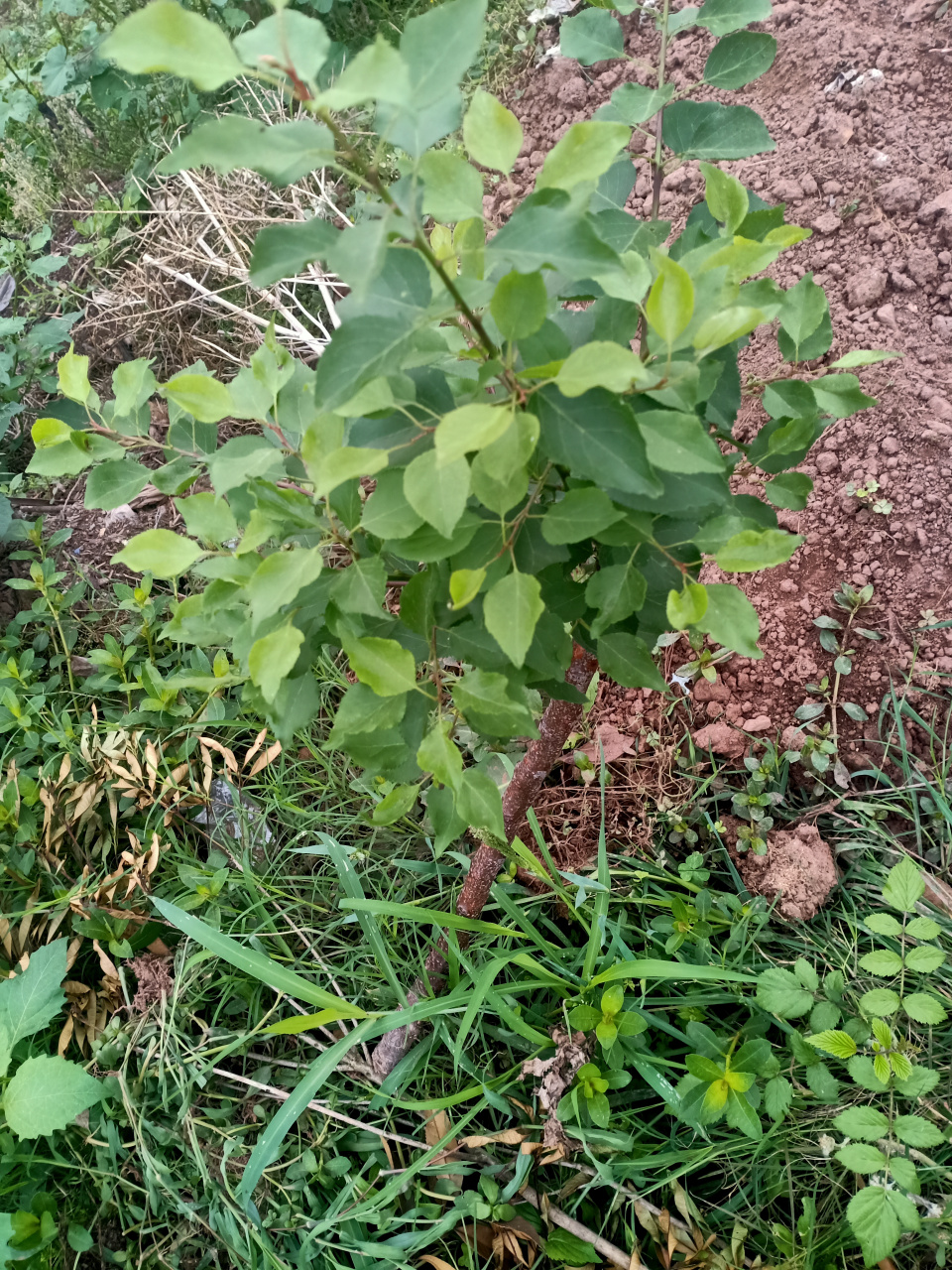 网购的山东大樱桃或者说车厘子,就是图片这样,百度识图说是东北杏.