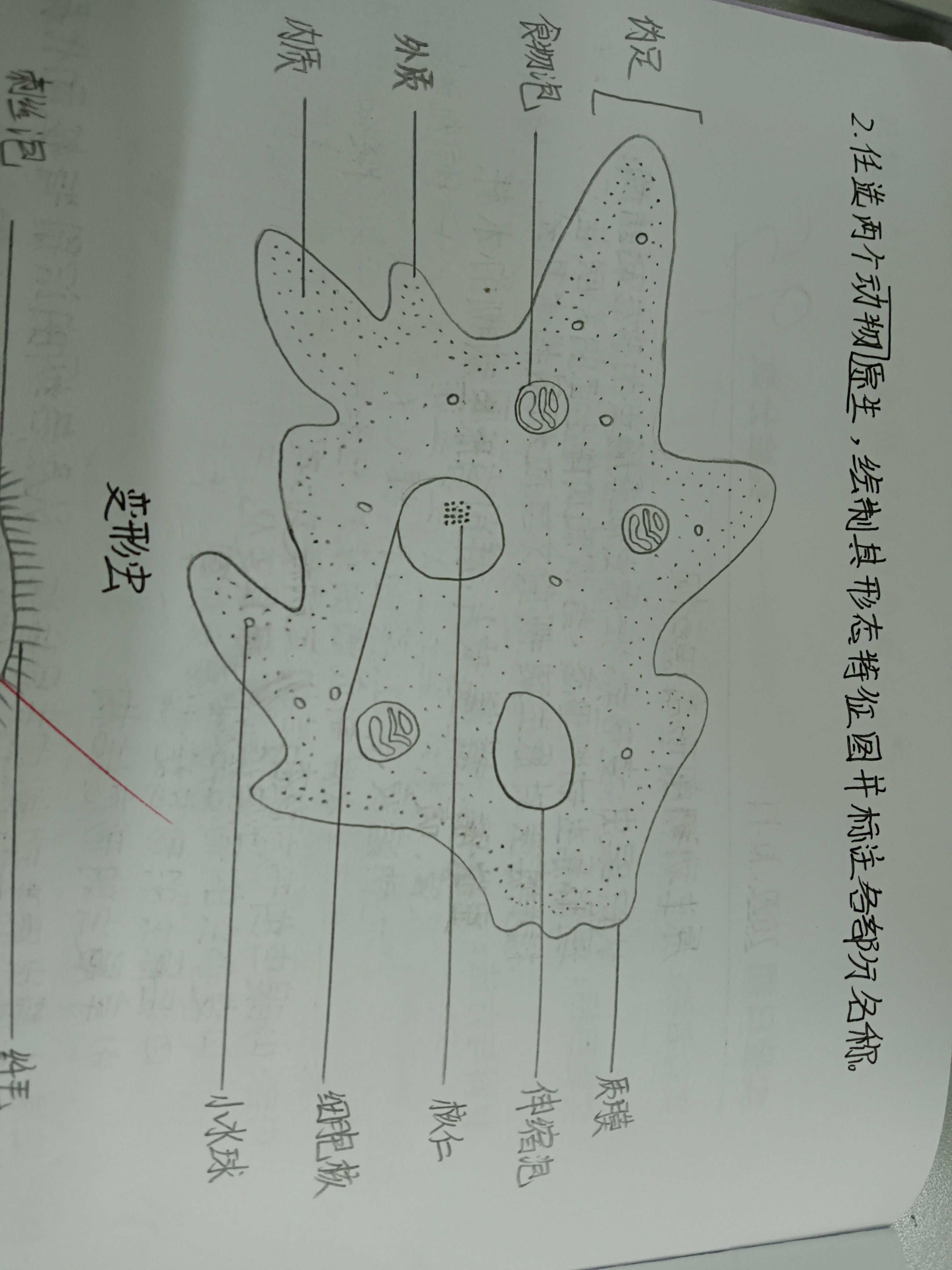 变形虫图片 手绘图图片