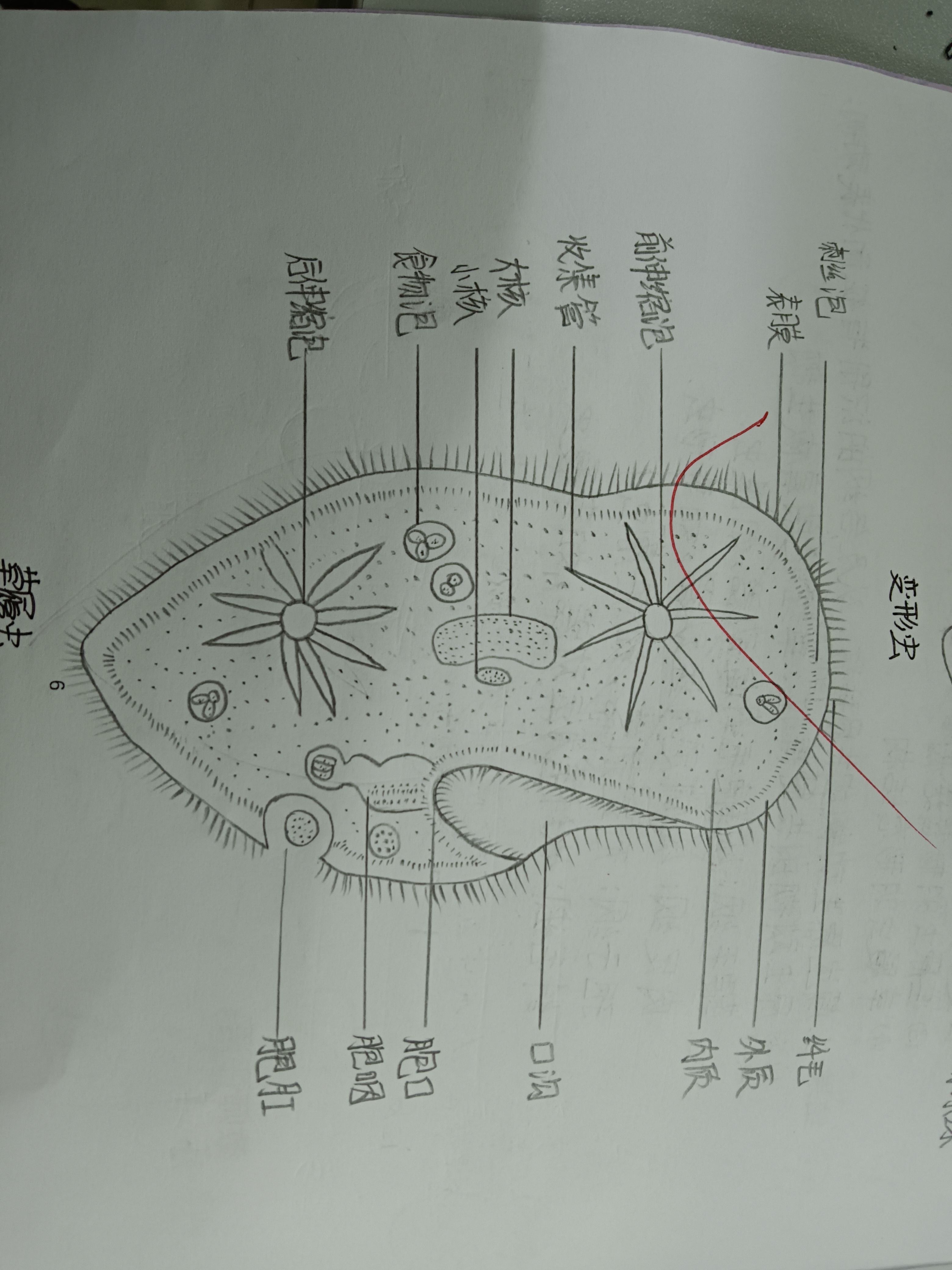 核糖体简图手画图片