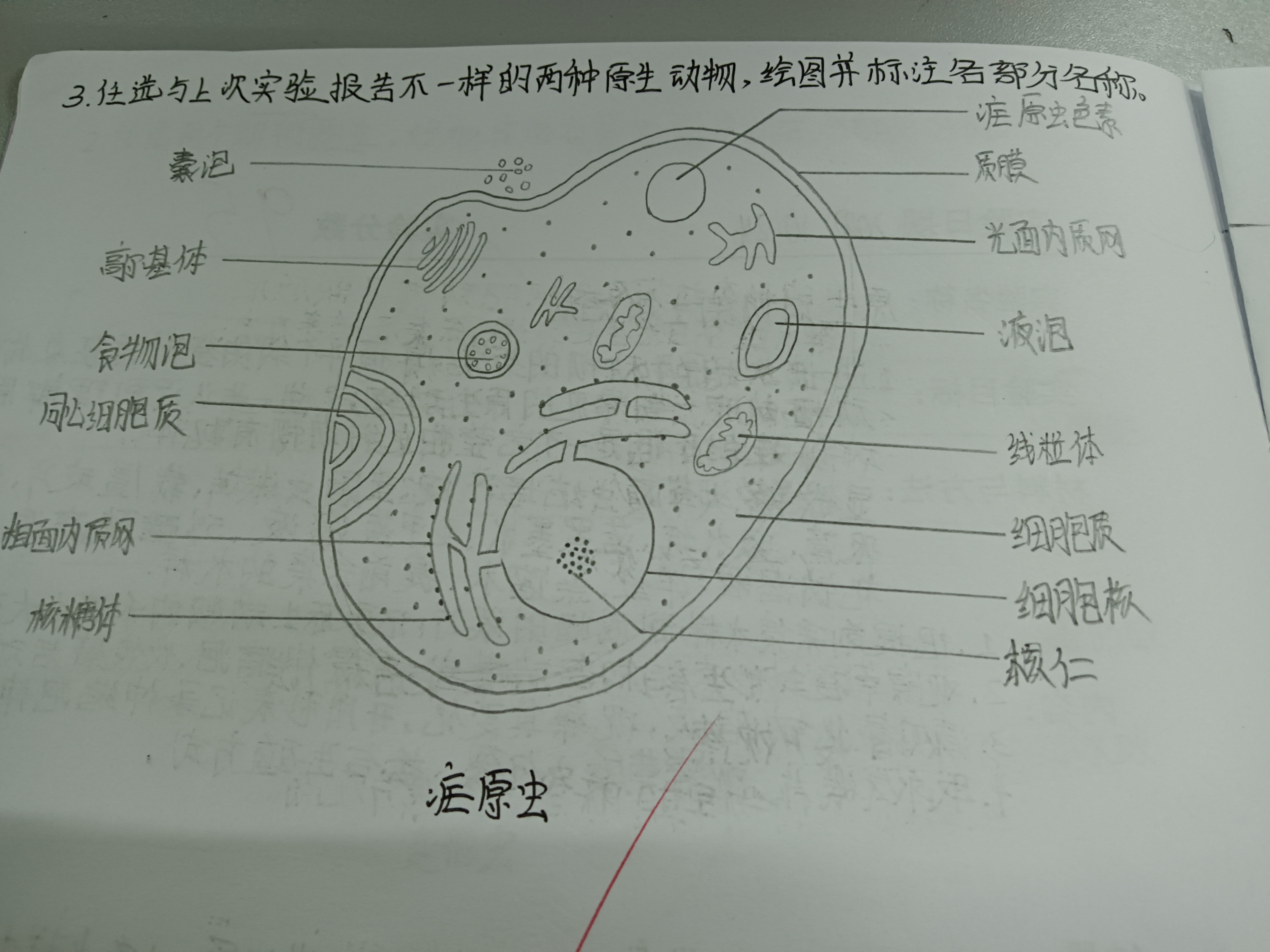 疟原虫小滋养体手绘图图片