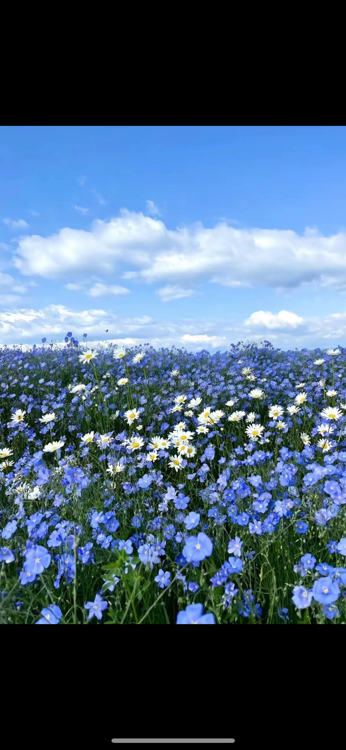 十里蓝山花海图片图片