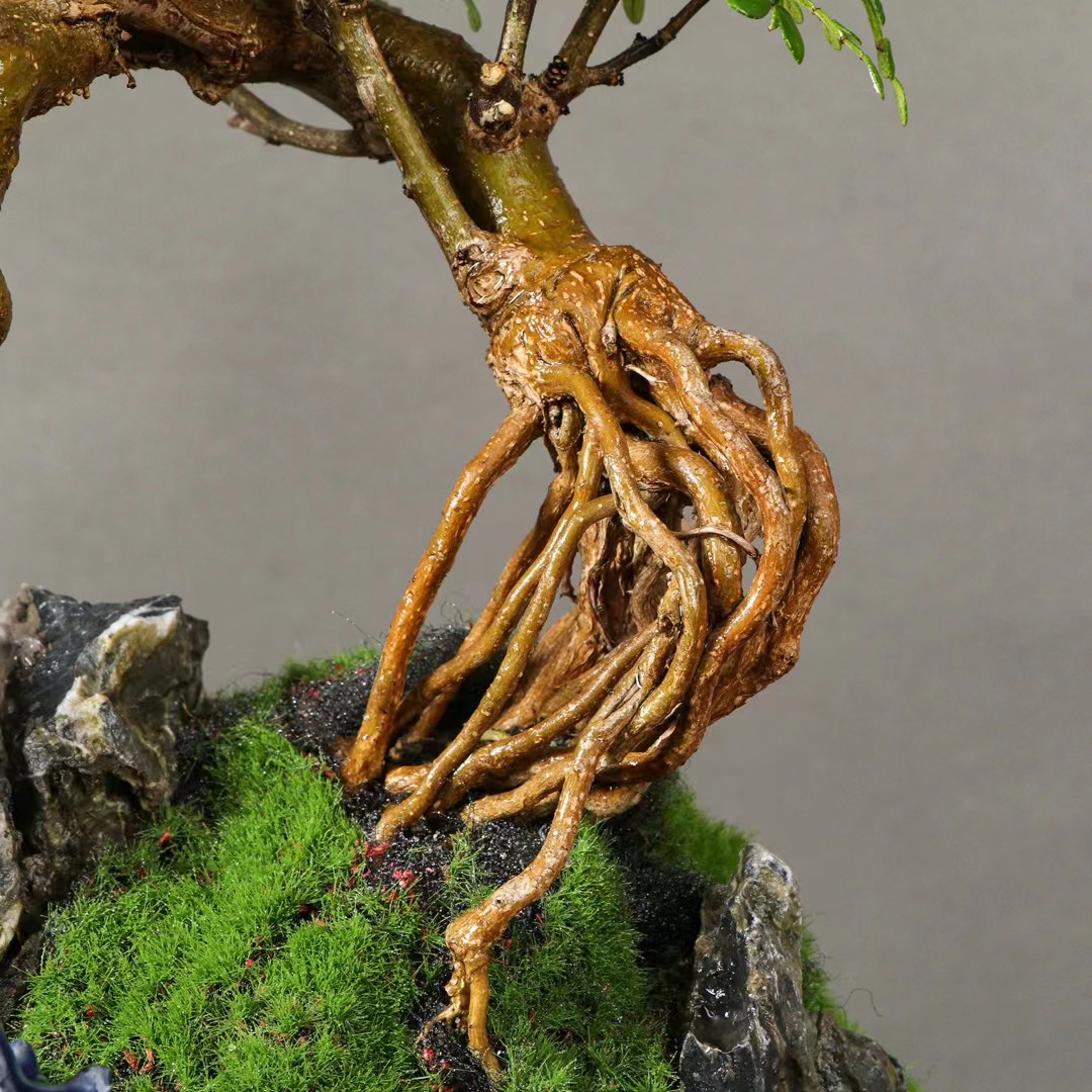 提根老桩清香木山水盆景