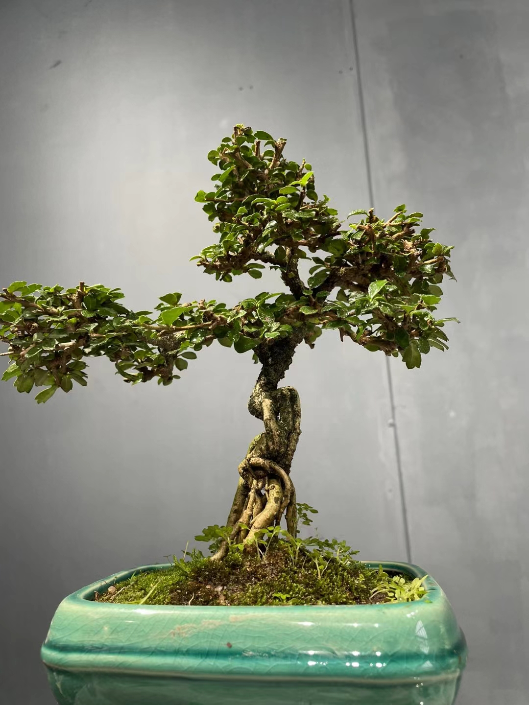 造型小叶福建茶