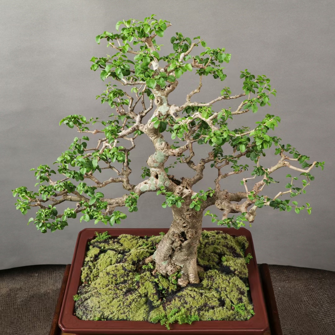 年功山指甲老盆景,层次感非常好