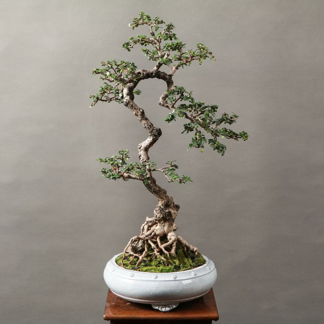 小叶福建茶盆景,开花结果,四季常青