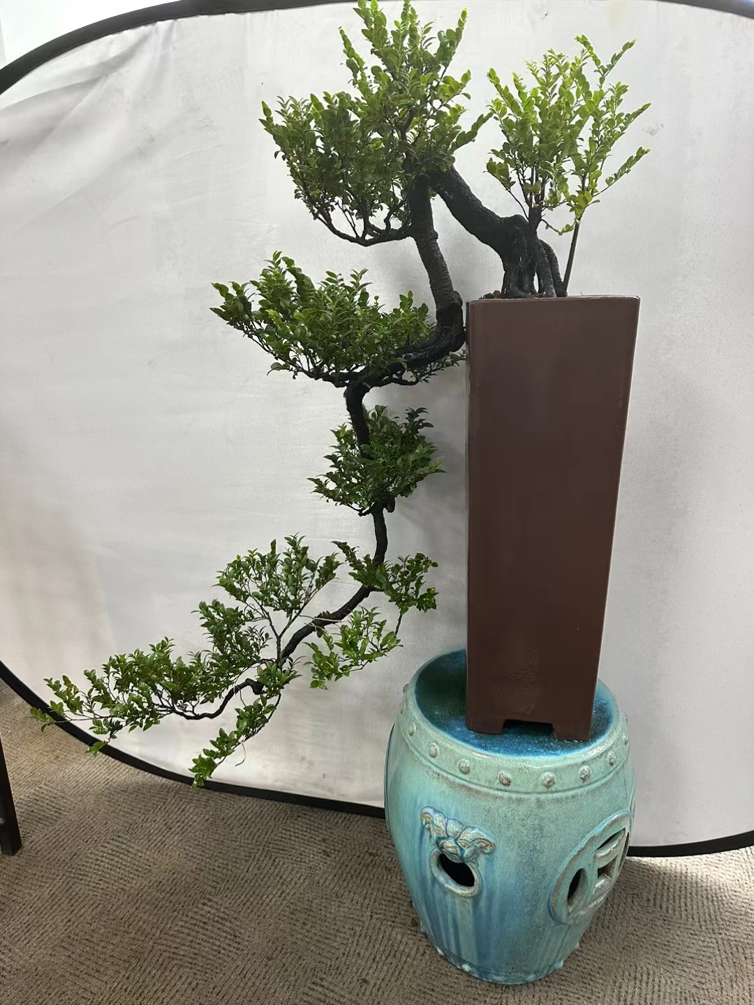 大悬崖黑骨茶!超高的老紫砂盆.