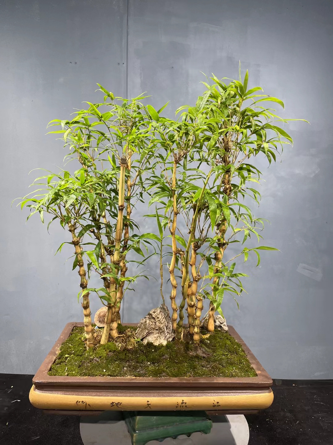 丛林金丝佛肚竹