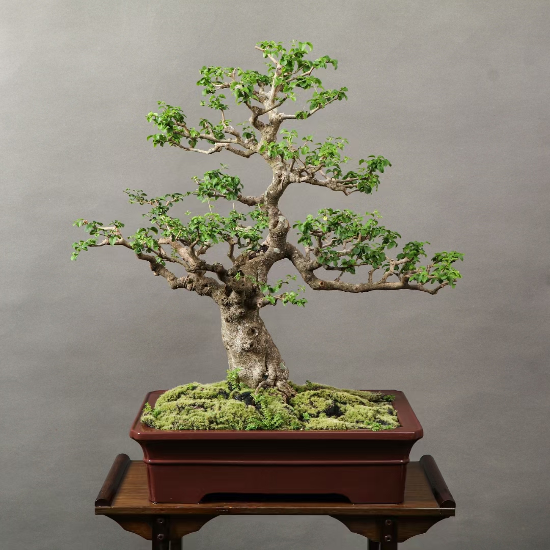 年功山指甲老盆景,层次感非常好