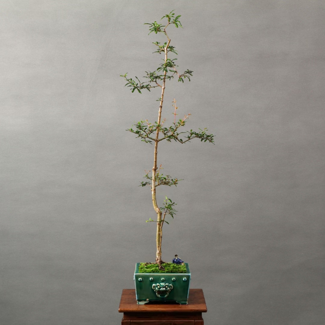 一本双杆石榴盆景