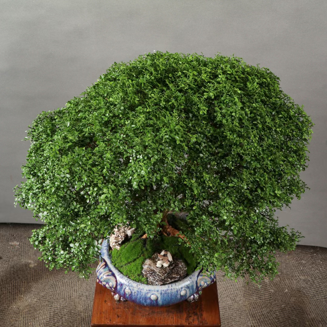 台湾达摩,小叶九里香.