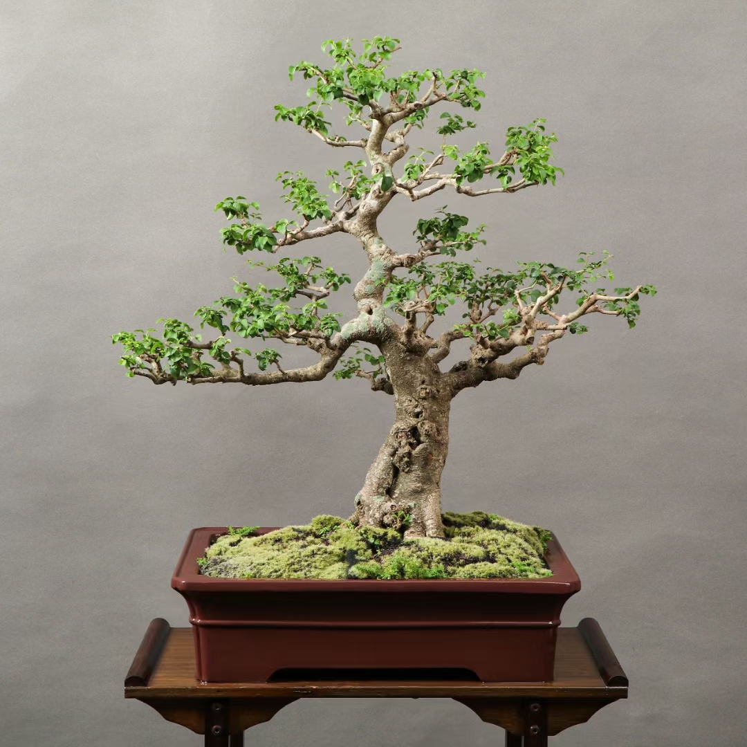 年功山指甲老盆景,层次感非常好