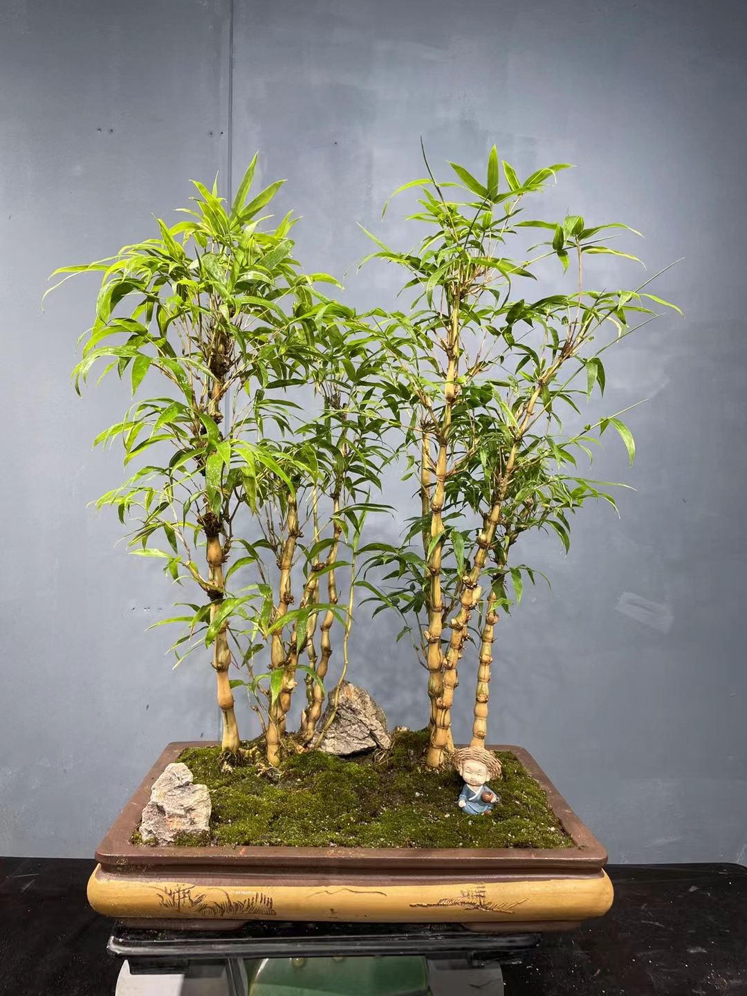 丛林金丝佛肚竹