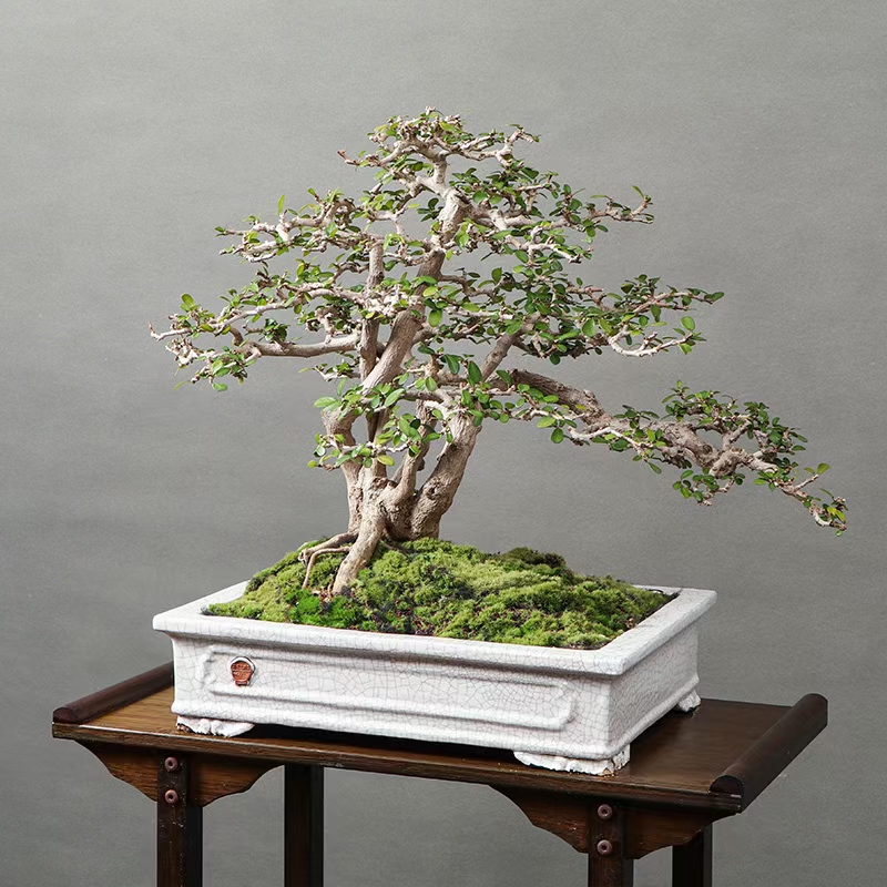 迎客造型海南博兰盆景,层次分明,枝条老辣,一本多杆,养不死的博兰,打