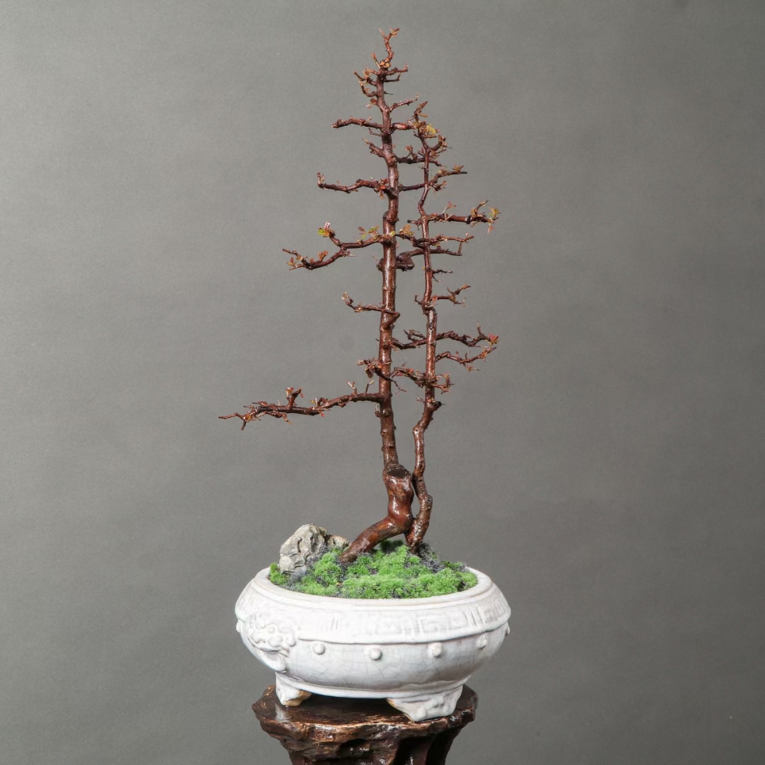 一本双杆年功红芽雀梅