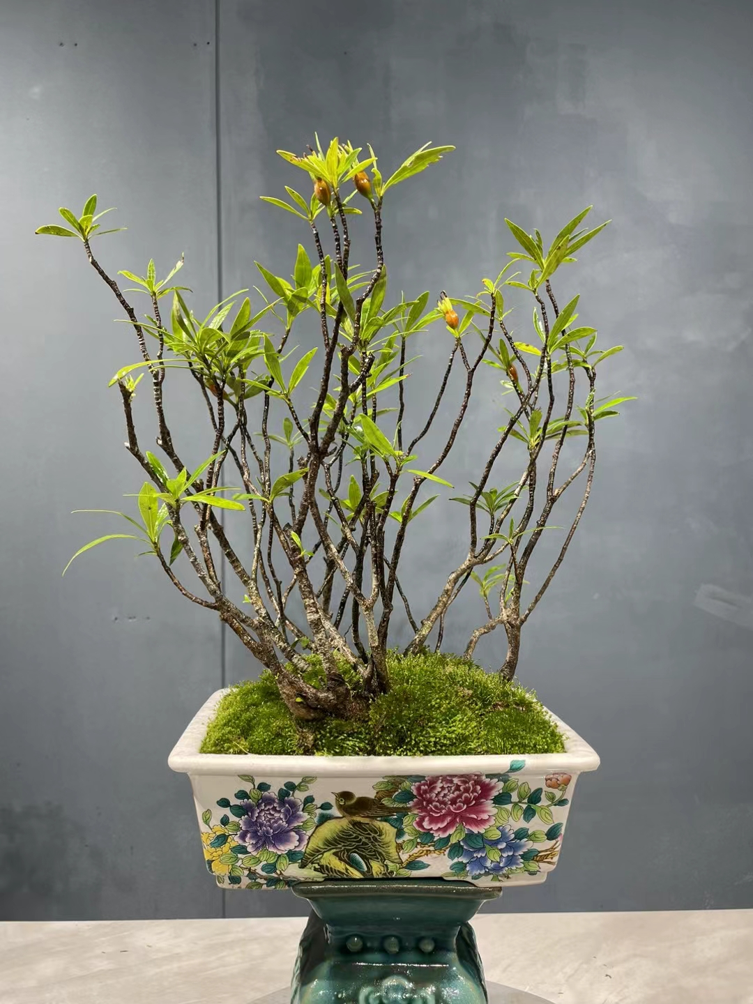 一本丛林 柳叶栀子花