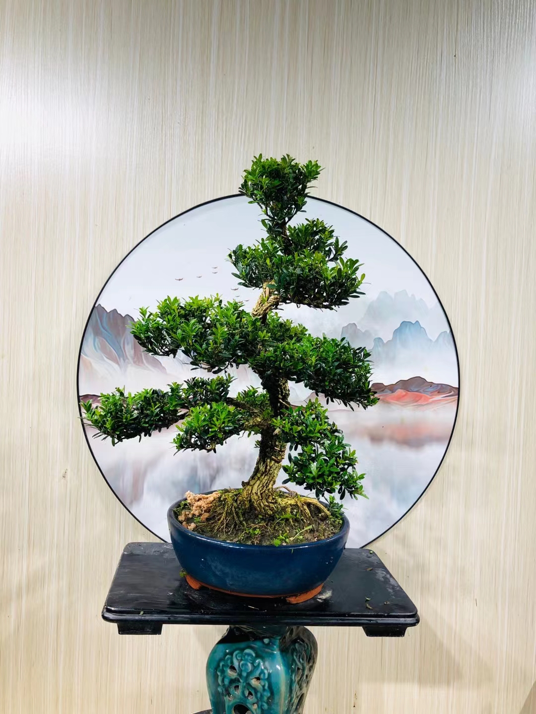 雀舌黄杨