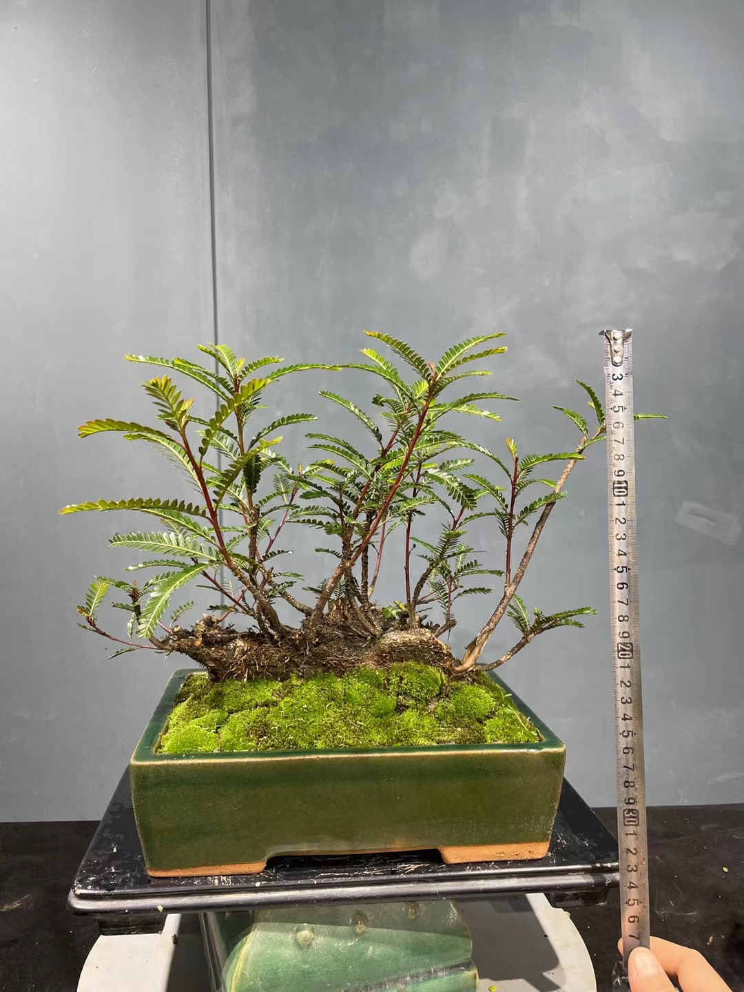 丛林叶下珠