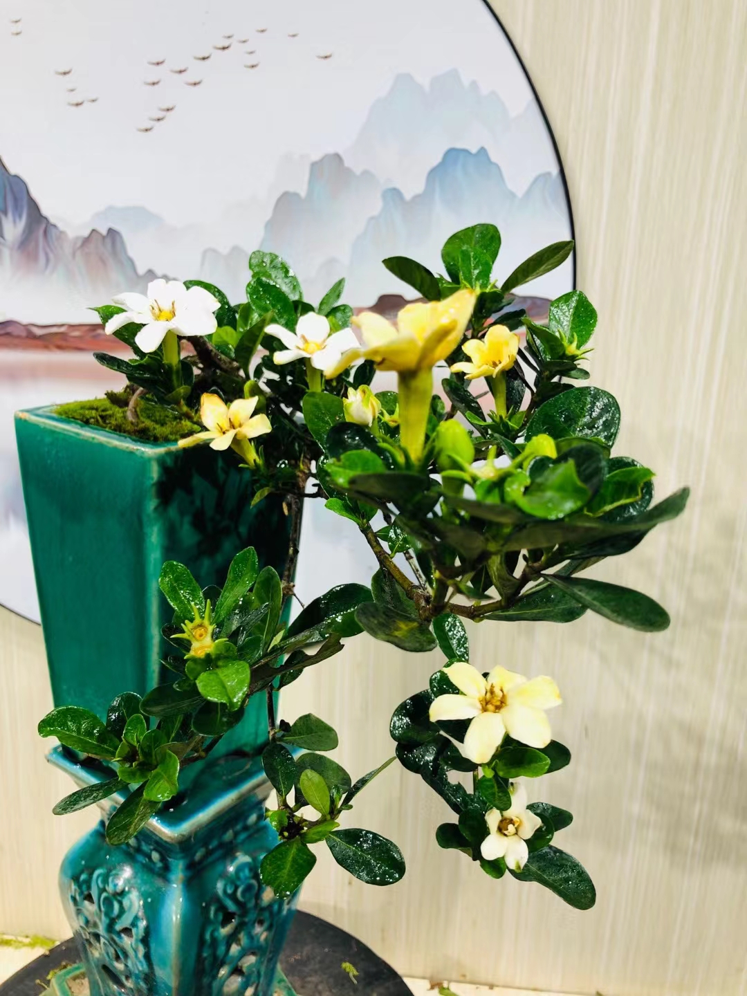 达摩栀子花