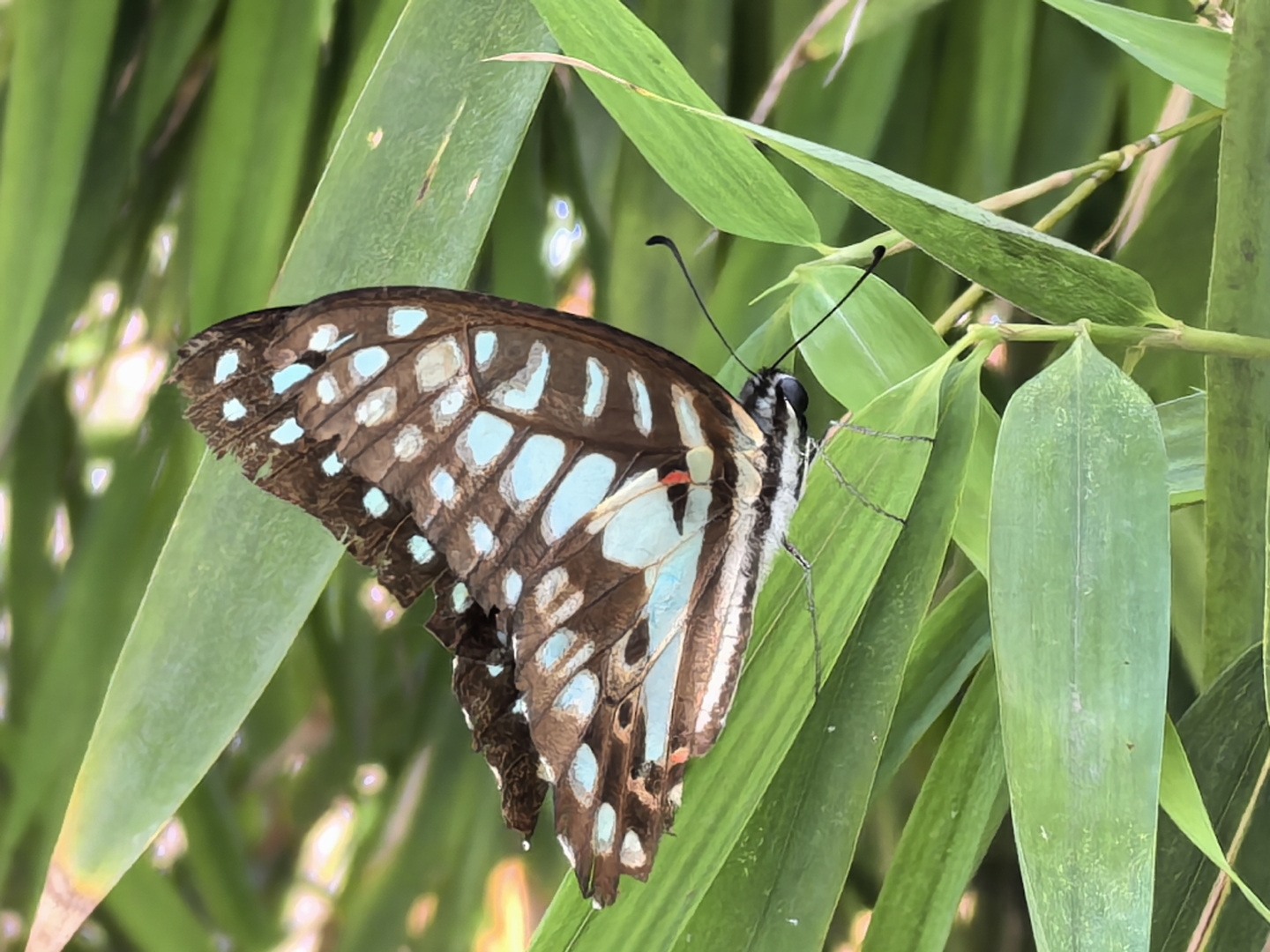 2025.7.19 天光微明,山城未醒