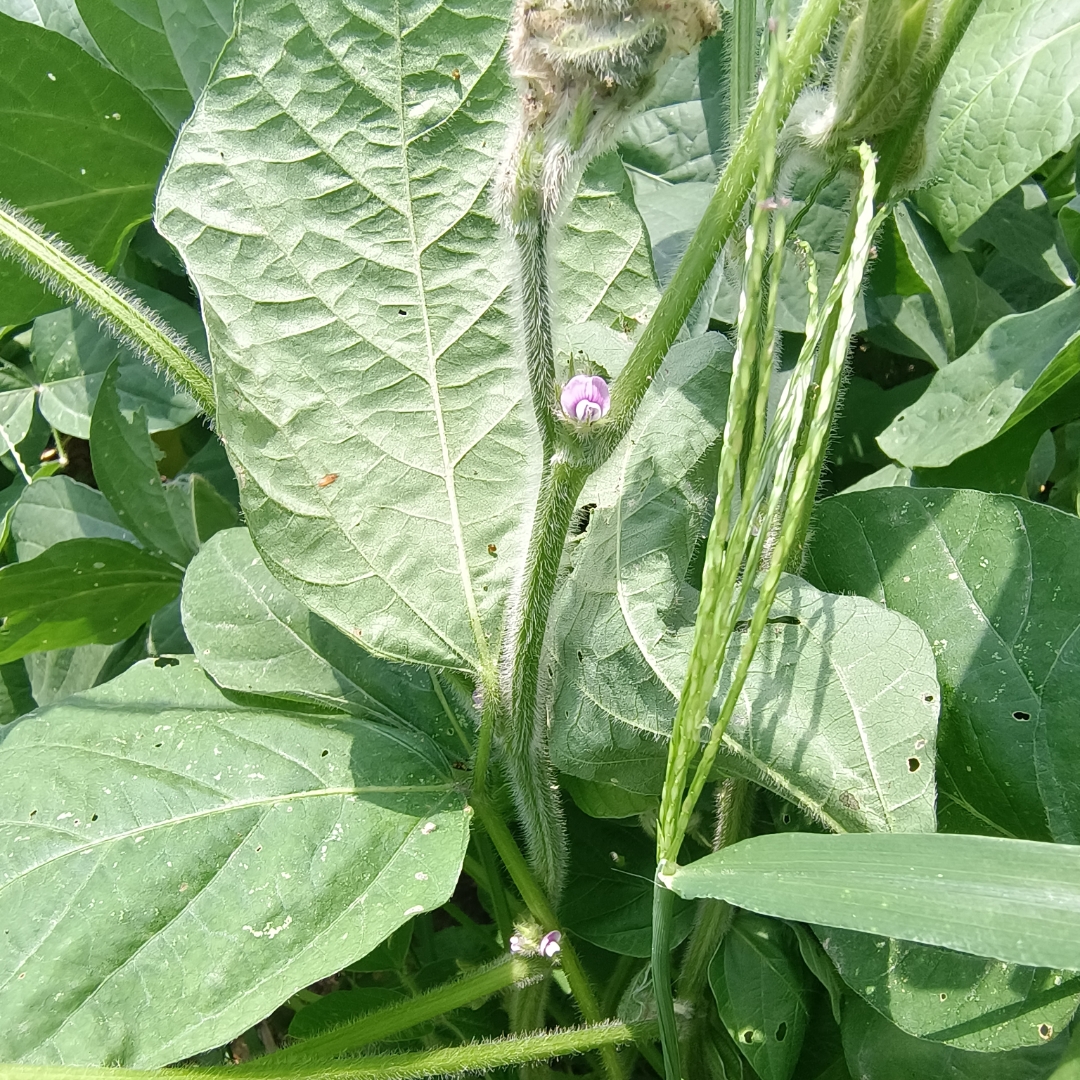 黄豆开花结果的图片图片