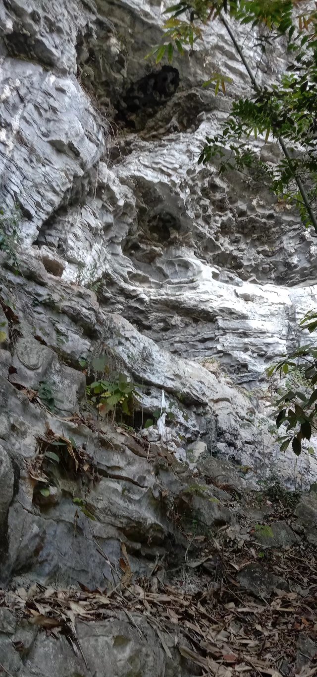 野生岩黄连