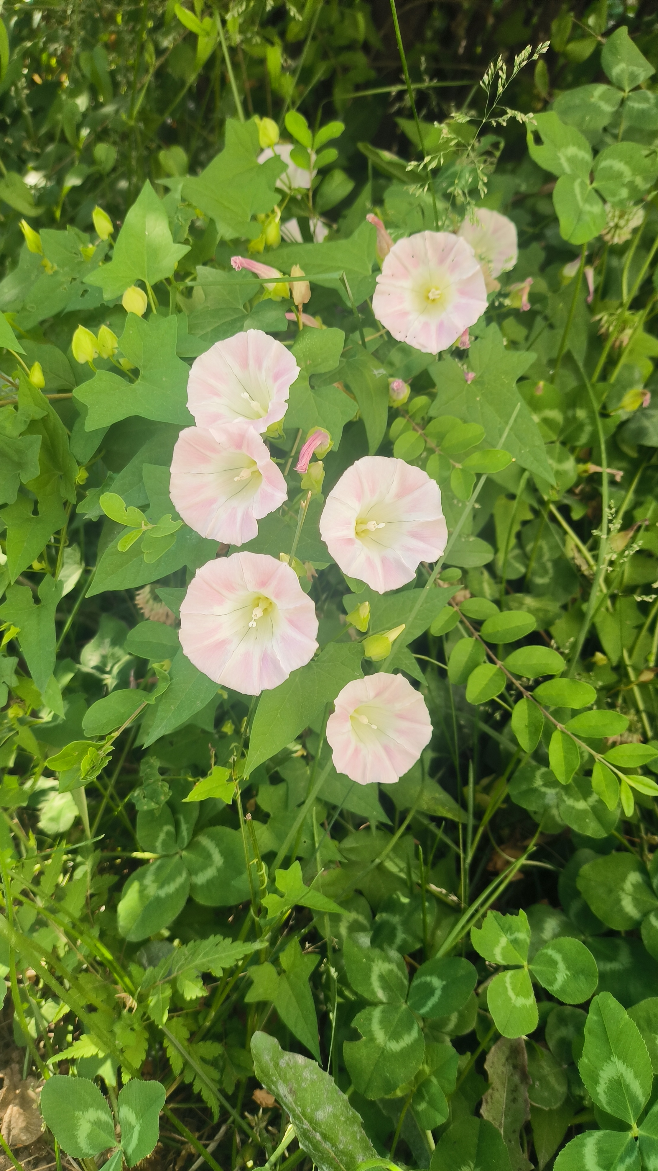 从旁边经过,无意间撇到了这几朵小花,顿生欢喜,好像看到了小时候的