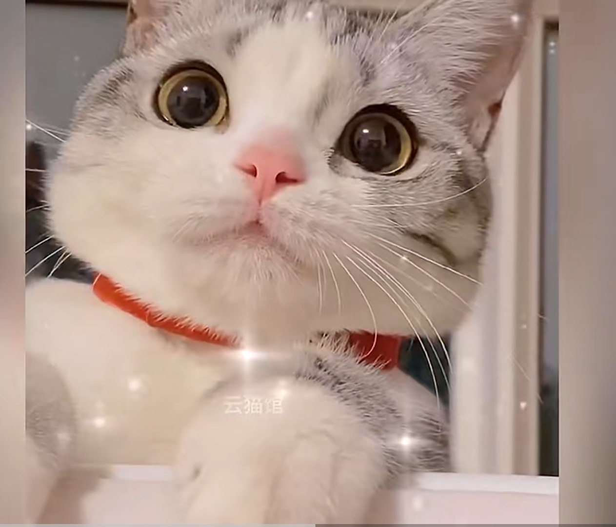 天生媚骨网红猫小红子 鼻子还有可爱的美人痣