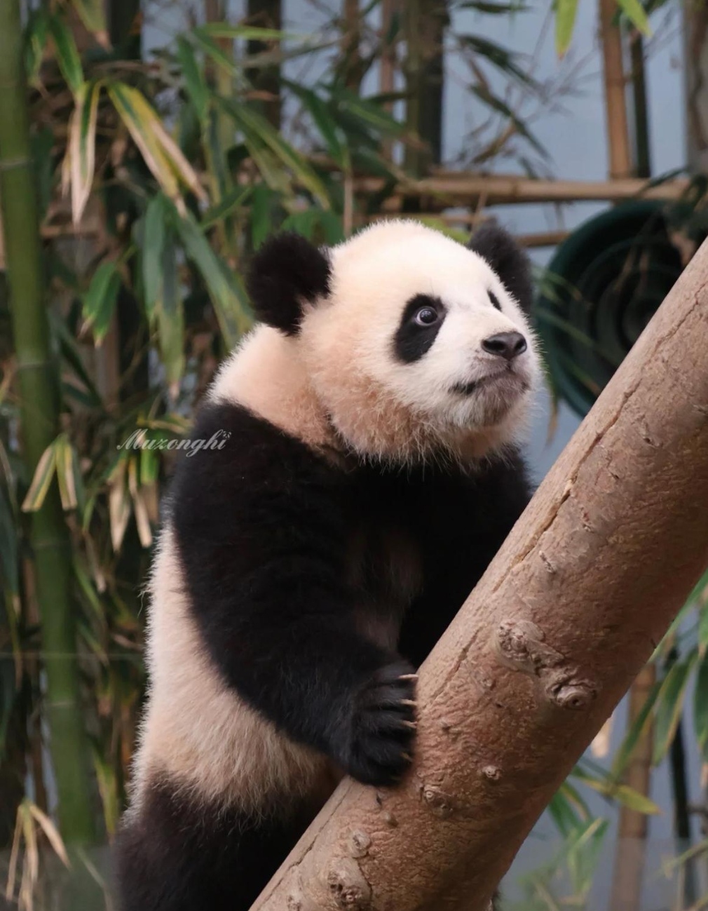 这坚毅倔强的小眼神 没有什么可以难倒#大熊猫睿宝