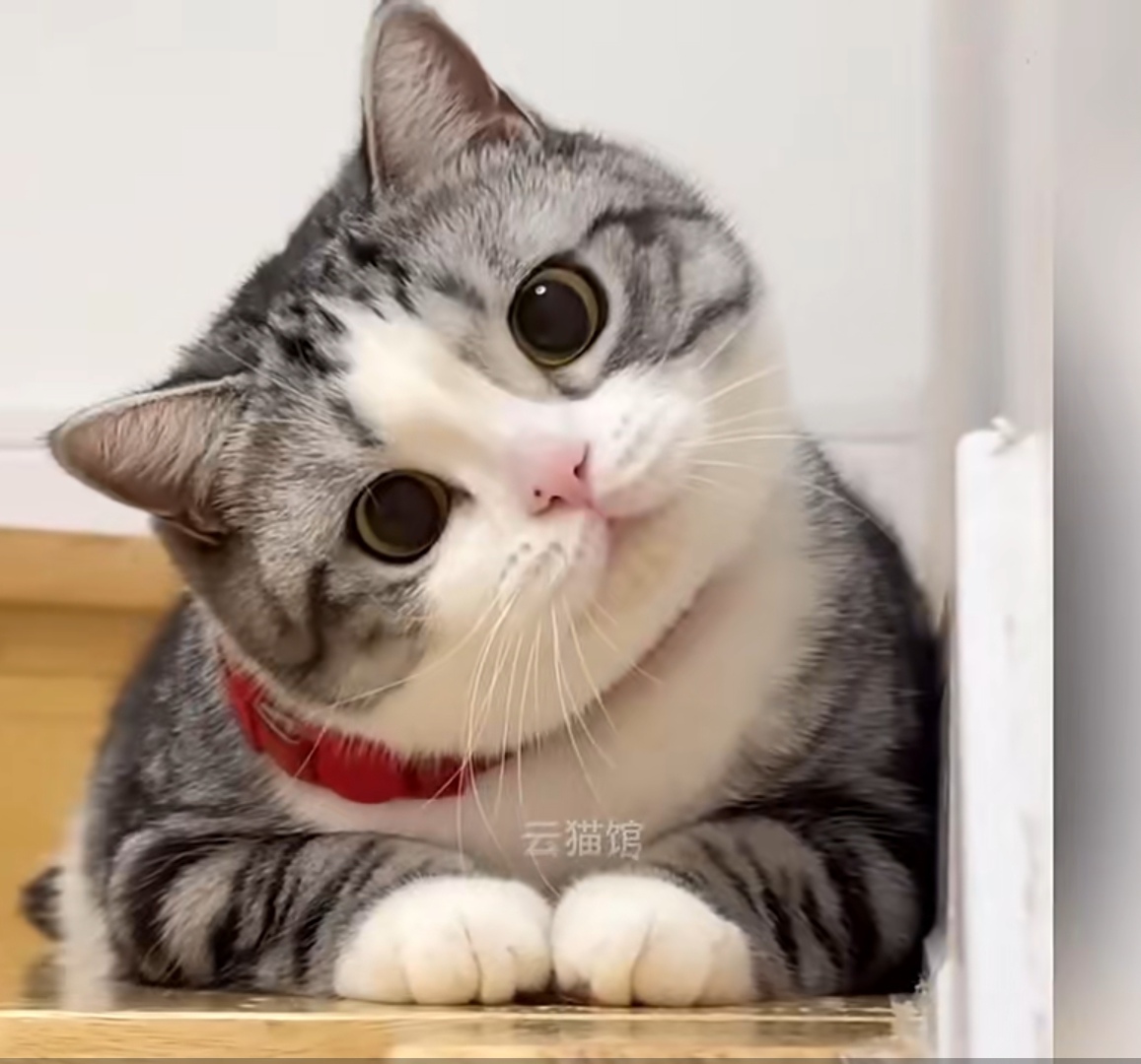 天生媚骨网红猫小红子 鼻子还有可爱的美人痣