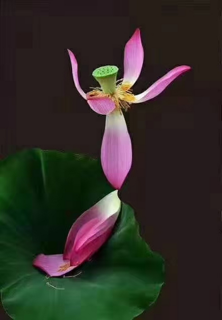 886_1280竖版 竖屏