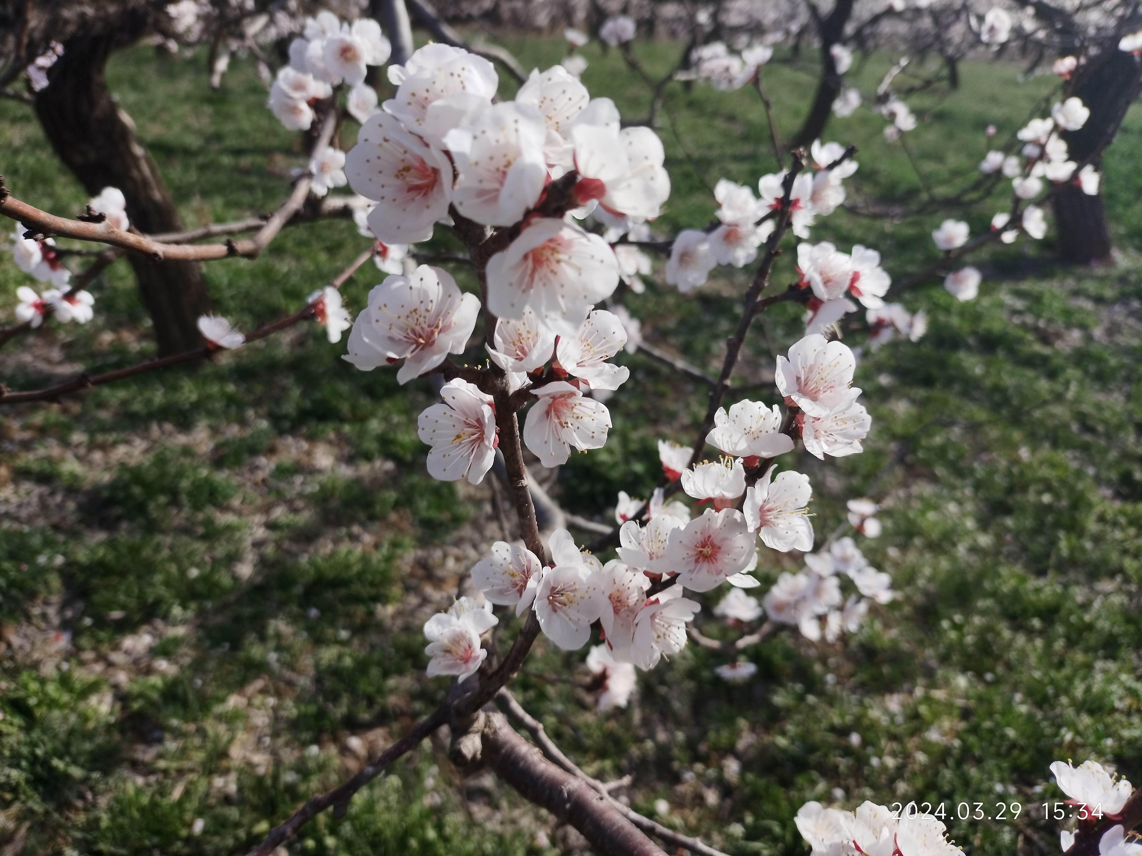 顺平杏林山水公园