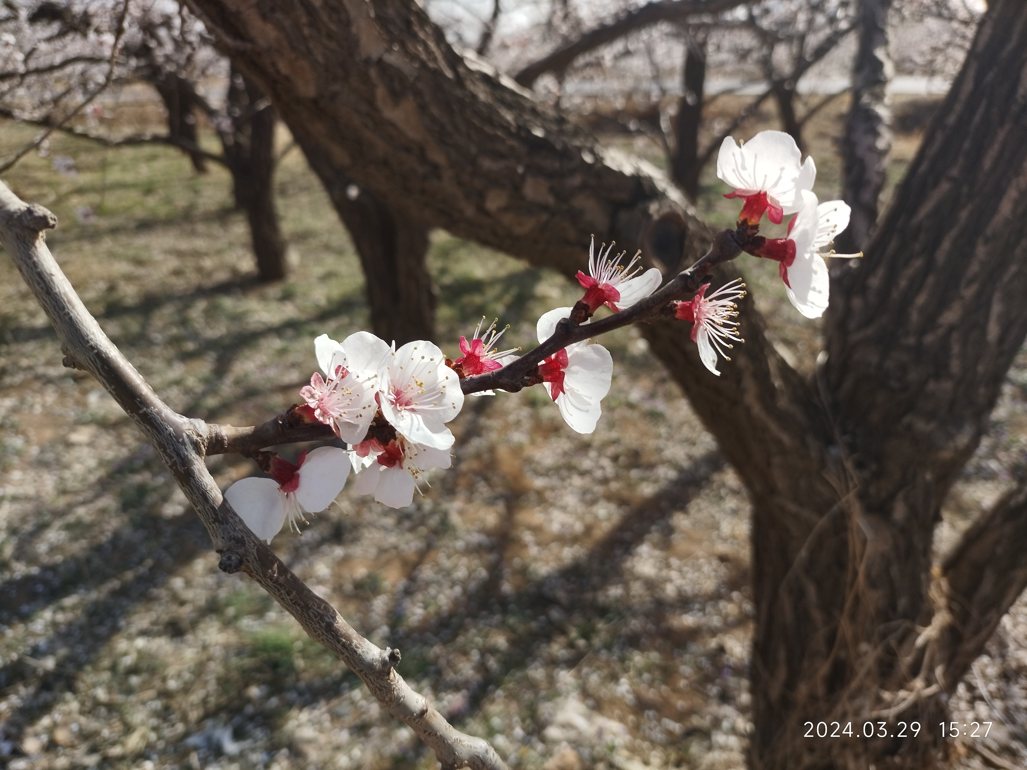 顺平杏林山水公园