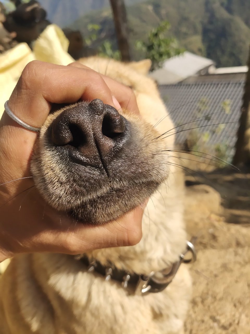 土猎犬 这样鼻子好不好