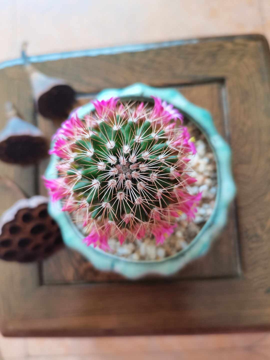 仙人掌开出粉红色花朵,木桌上摆放着各种绿植,清新的气息扑面而来.