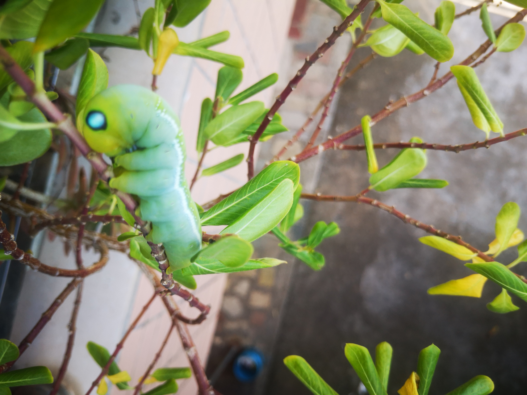 长春花的专属天使:娃娃虫