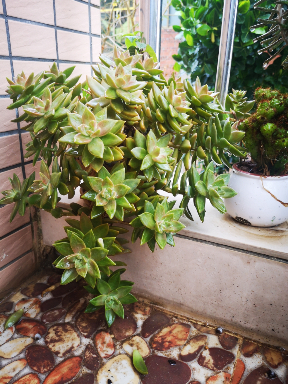 黄丽多肉,远看像一串葡萄