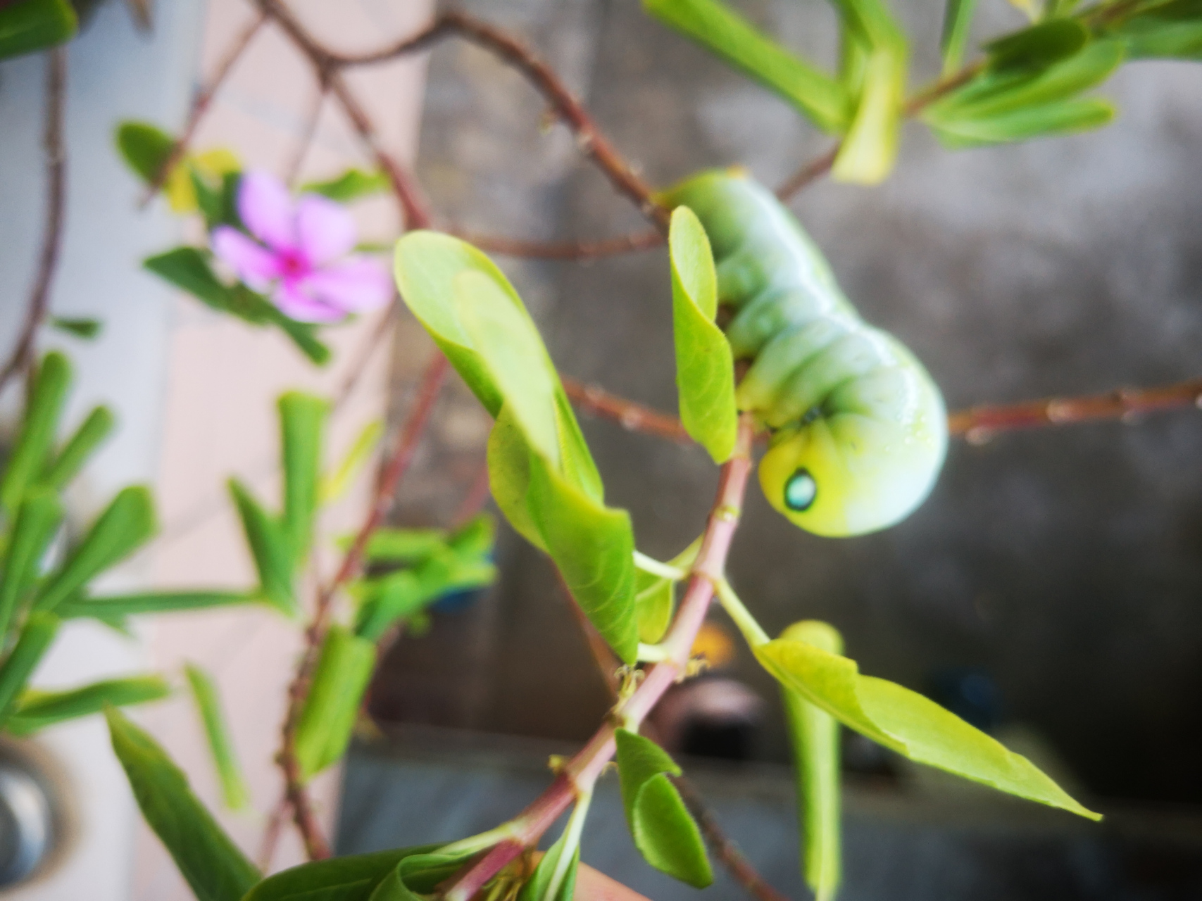 长春花的专属天使:娃娃虫