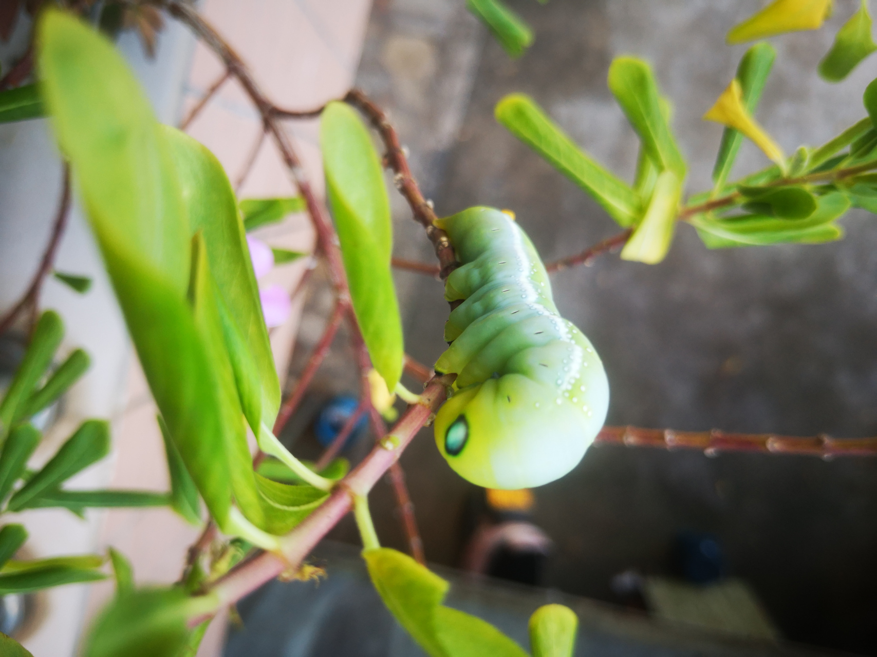 长春花的专属天使:娃娃虫