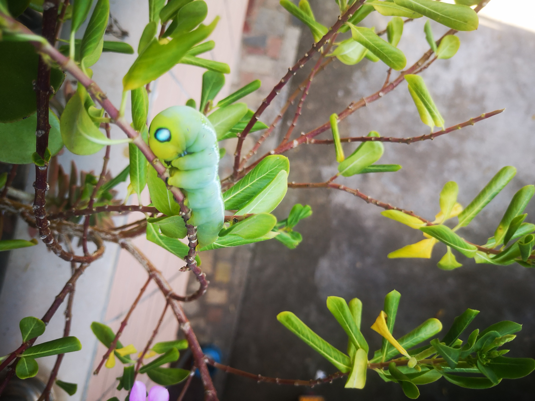 长春花的专属天使:娃娃虫