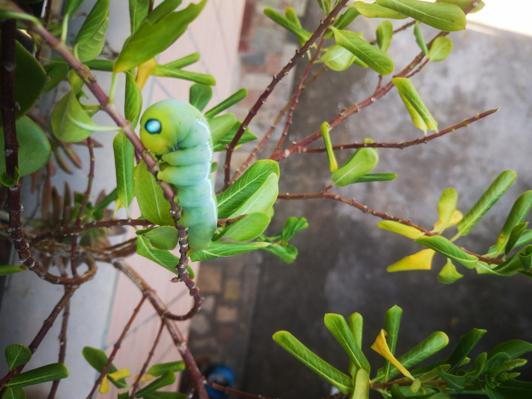 长春花的专属天使:娃娃虫