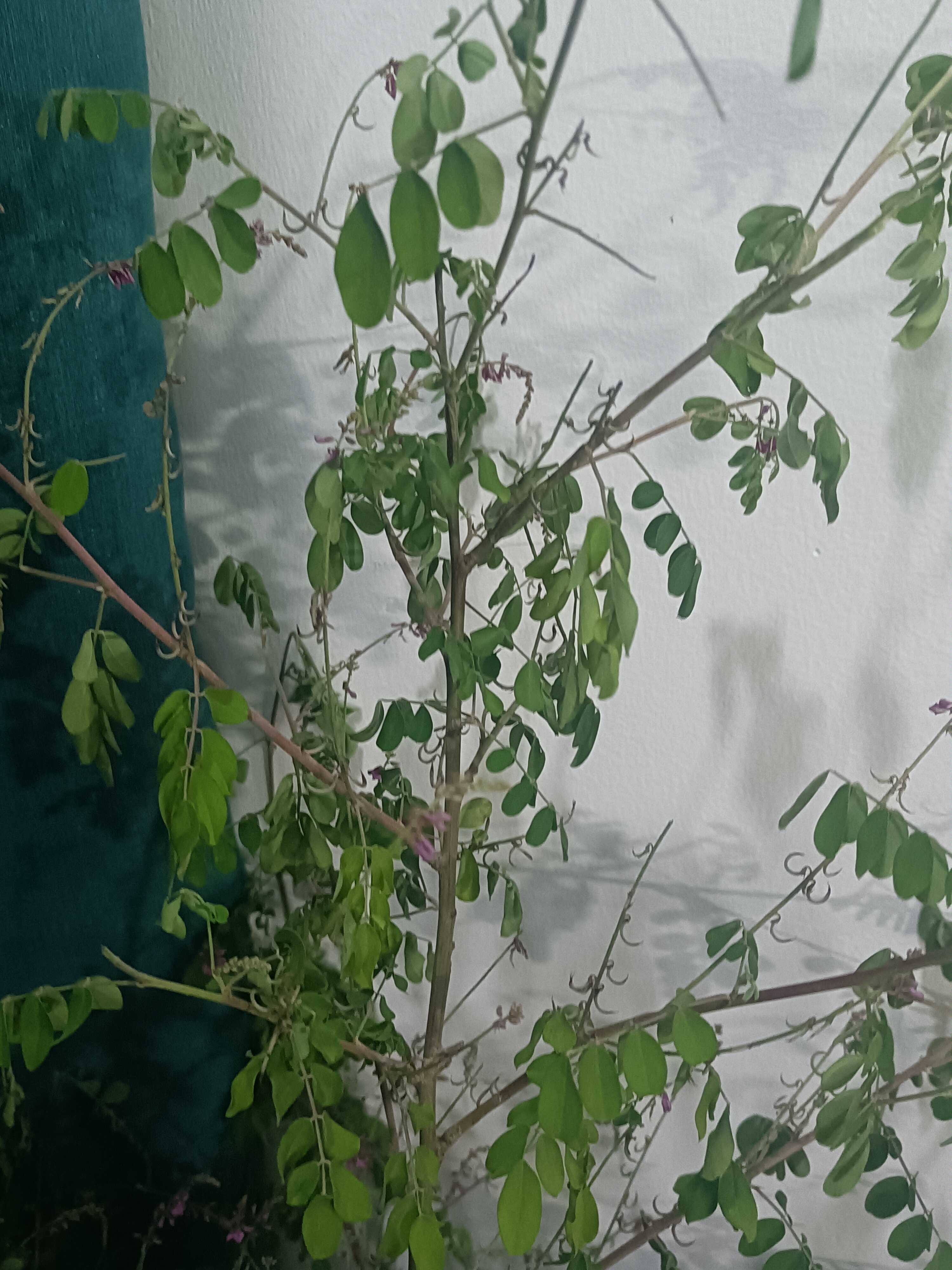 欧新手机(欧新手机官网)