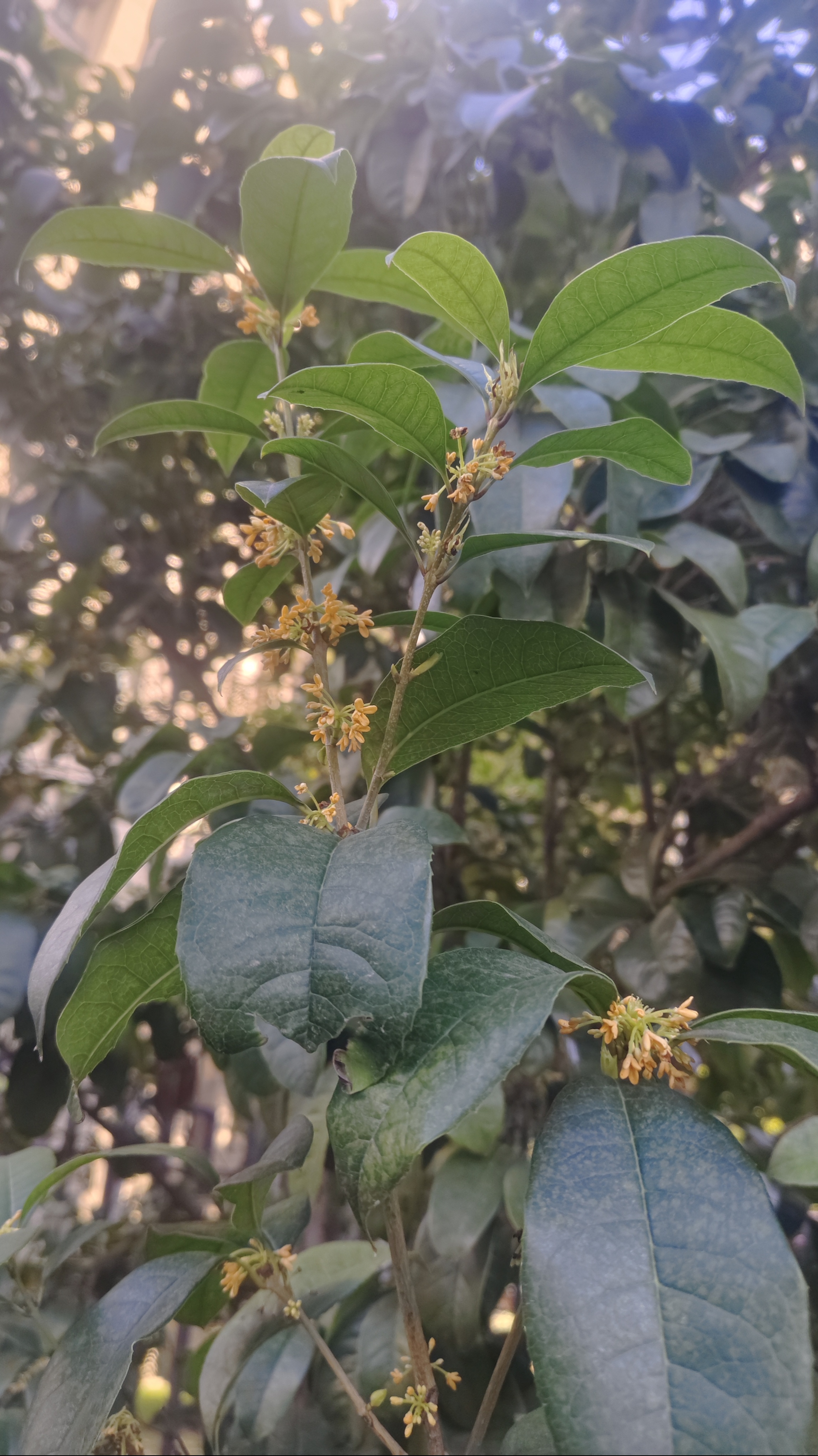 我们的植物朋友桂花图片