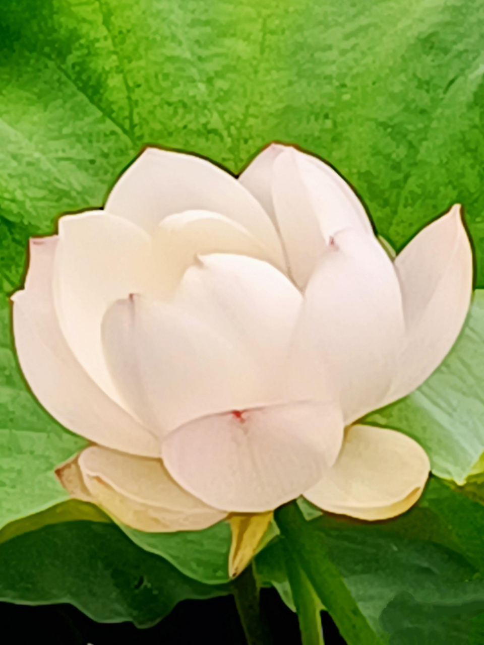 题目:白莲之韵  一抹洁白如玉的光华破晓而出,那是白莲的绽放.