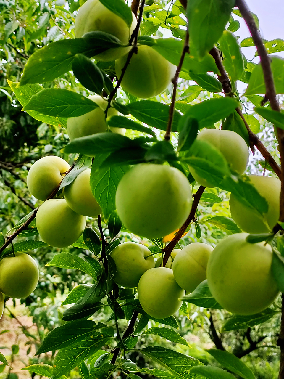夏日阳光下的一片桃树李树果园,挂满了熟透的桃子李子.