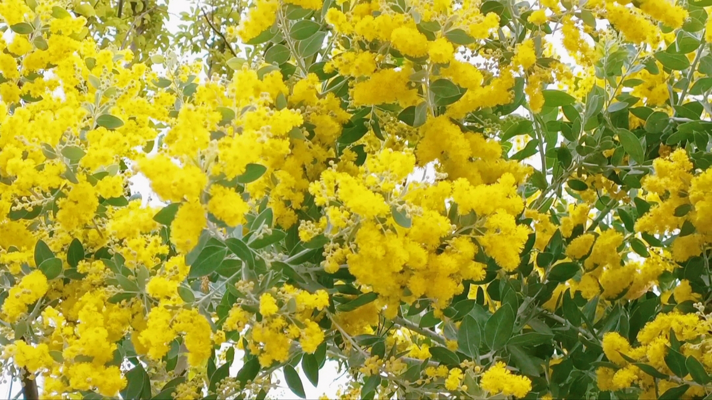 冬季的一抹亮色,金合欢树开花了!
