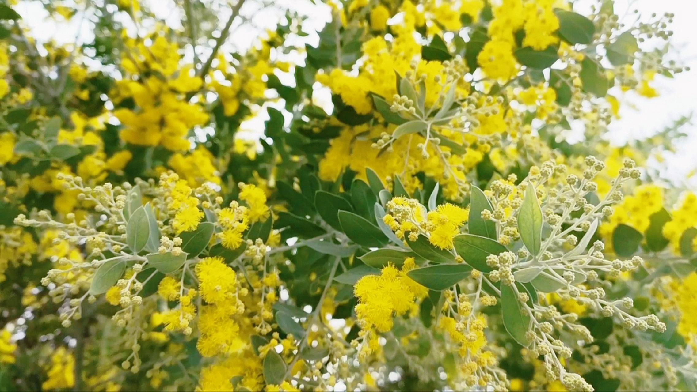 冬季的一抹亮色,金合欢树开花了!