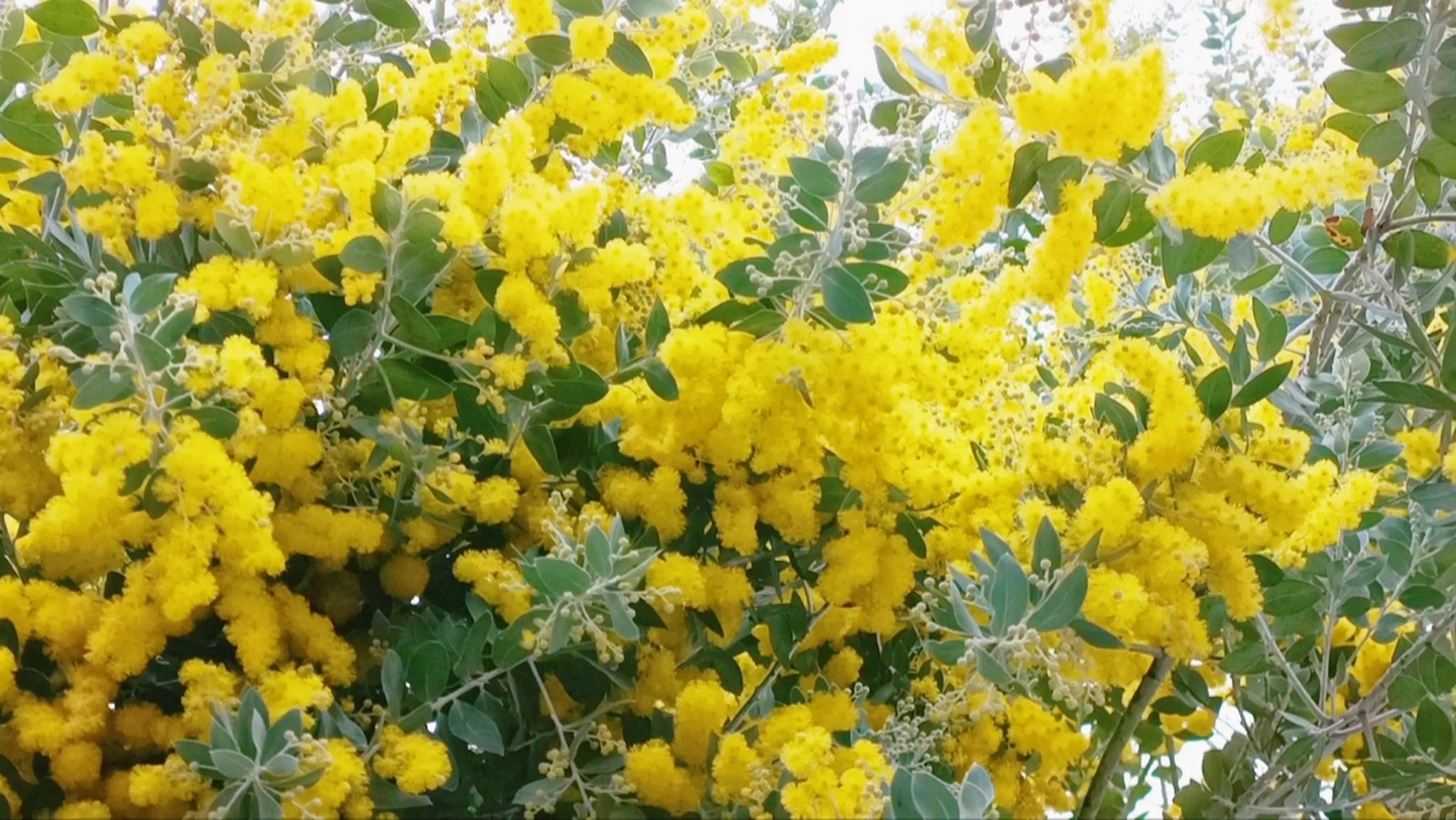 冬季的一抹亮色,金合欢树开花了!