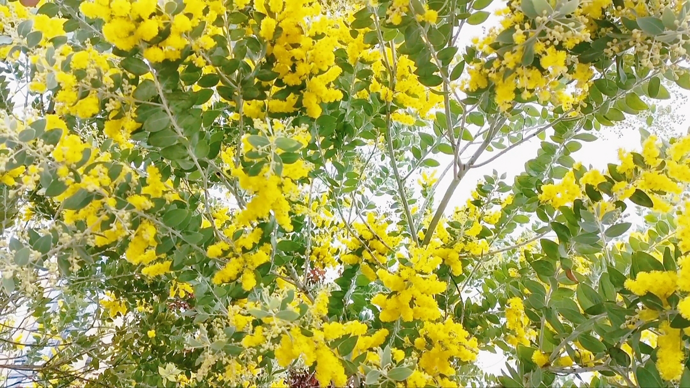 冬季的一抹亮色,金合欢树开花了!